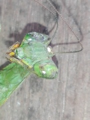 Hierodula membranacea