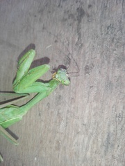 Hierodula membranacea