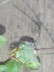 Hierodula membranacea