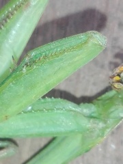 Hierodula membranacea