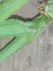 Hierodula membranacea