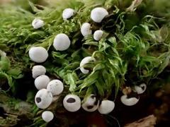 Diderma montanum