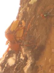 Anisorrhina serripes