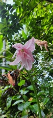 Hippeastrum reticulatum