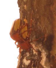 Anisorrhina serripes