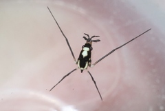 Rheumatobates hungerfordi