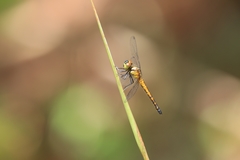 Amphithemis curvistyla