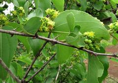 Ziziphus mucronata subsp. mucronata image