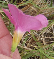 Oxalis imbricata violacea