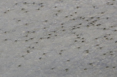 Rheumatobates hungerfordi