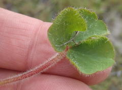Oxalis imbricata violacea