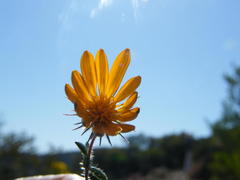 Gorteria integrifolia