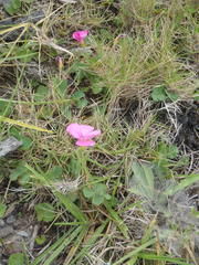 Oxalis imbricata violacea