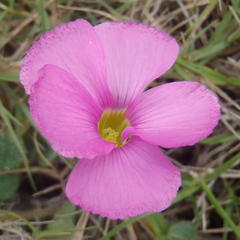 Oxalis imbricata violacea