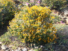 Gorteria integrifolia