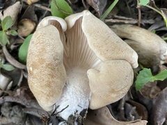 Macrocybe gigantea