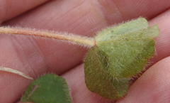 Oxalis imbricata violacea