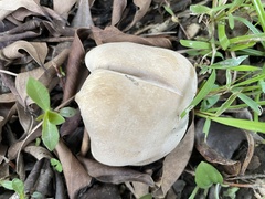 Macrocybe gigantea