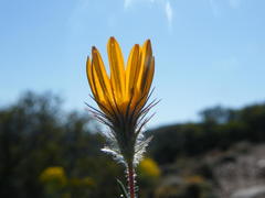 Gorteria integrifolia