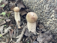 Macrocybe gigantea
