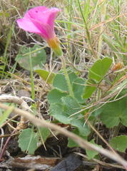 Oxalis imbricata violacea