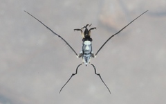 Rheumatobates hungerfordi