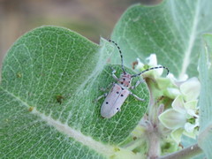 Tetraopes pilosus