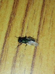 Prosopochrysa vitripennis