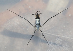 Rheumatobates hungerfordi