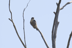 Falco peregrinus