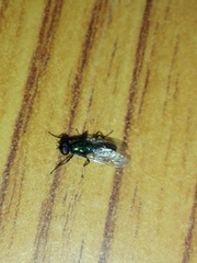 Prosopochrysa vitripennis