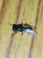Prosopochrysa vitripennis