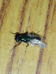 Prosopochrysa vitripennis