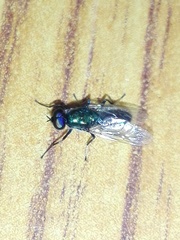 Prosopochrysa vitripennis