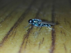 Prosopochrysa vitripennis