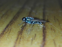 Prosopochrysa vitripennis