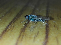 Prosopochrysa vitripennis