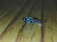 Prosopochrysa vitripennis