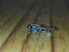 Prosopochrysa vitripennis