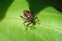 Gminatus australis