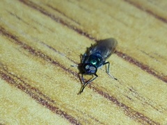 Prosopochrysa vitripennis