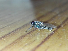 Prosopochrysa vitripennis