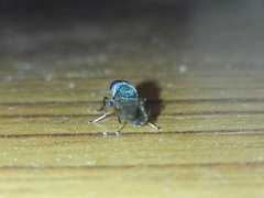 Prosopochrysa vitripennis