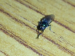 Prosopochrysa vitripennis