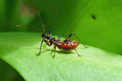 Gminatus australis