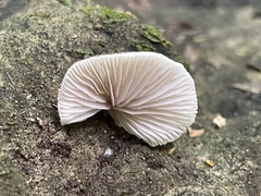 Clitopilus kamaka