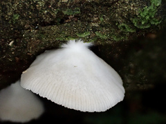 Clitopilus kamaka