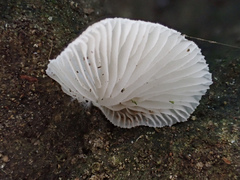 Clitopilus kamaka