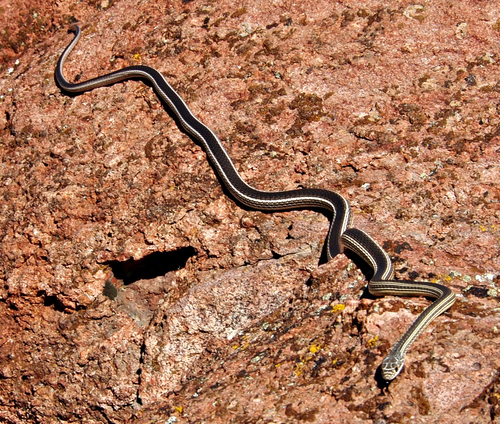 Photo of a Striped Whipsnake (Masticophis taeniatus)