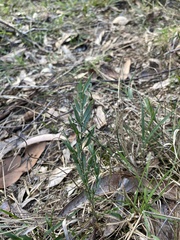 Tetrarrhena distichophylla